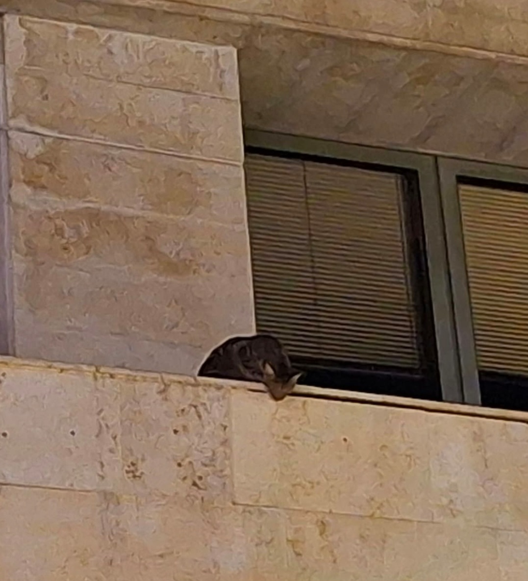 חתול שנלכד 